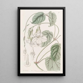 Sydenham Edwards - Sweetscented Mandevilla.webp