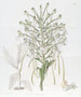 Habenaria haute - Sydenham Edwards — artwork view