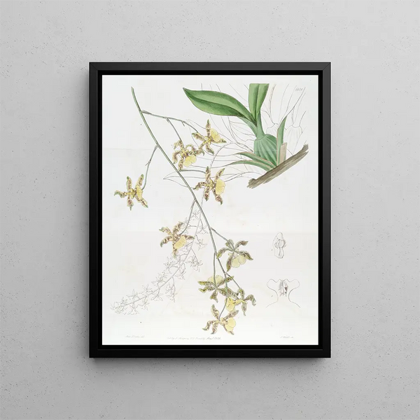 Sydenham Edwards - Tallest Oncidium.webp