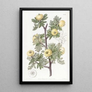 Sydenham Edwards - Tansyleaved Hawthorn.webp