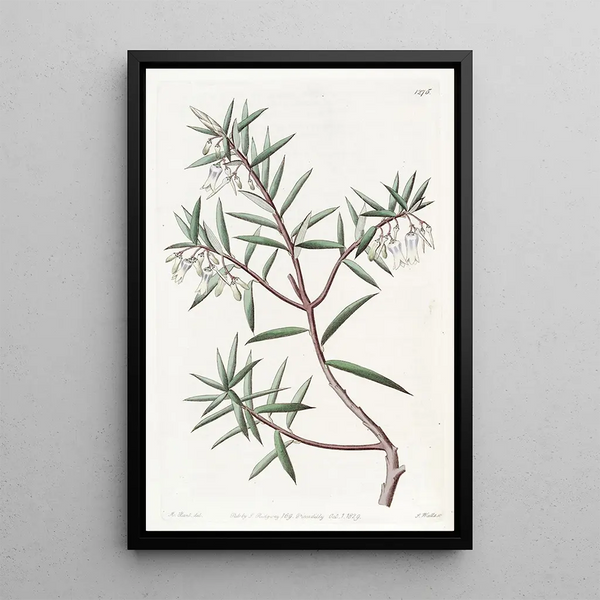 Sydenham Edwards - The Australian Cranberry.webp