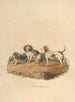 Le Beagle - Sydenham Edwards — vista dell’opera