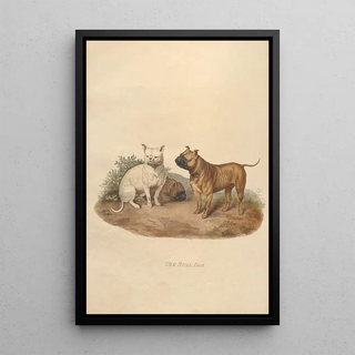 Sydenham Edwards - The Bull Dog.webp