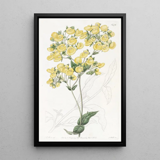 Sydenham Edwards - The Chiloe Slipperflower.webp