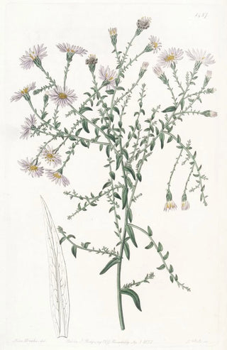 Sydenham Edwards - The Corisleaved Starwort.webp