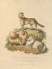 Il cane di New South Wales e il cane di Pomerania - Sydenham Edwards — vista dell’opera