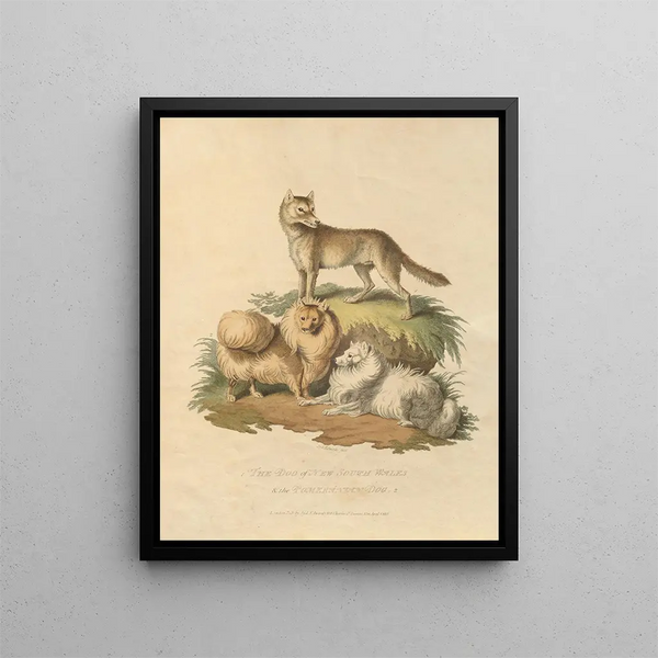 Sydenham Edwards - The Dog of New South Wales and the Pomeranian dog.webp
