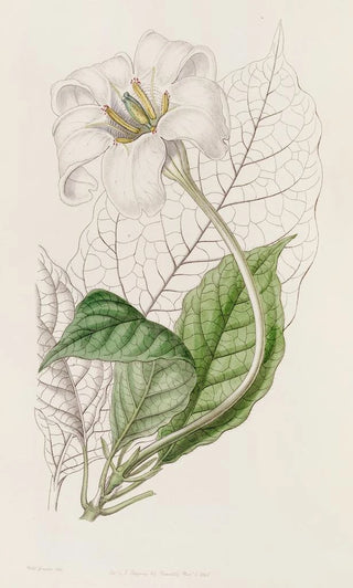 Sydenham Edwards - The Duke of Devonshires Gardenia.webp