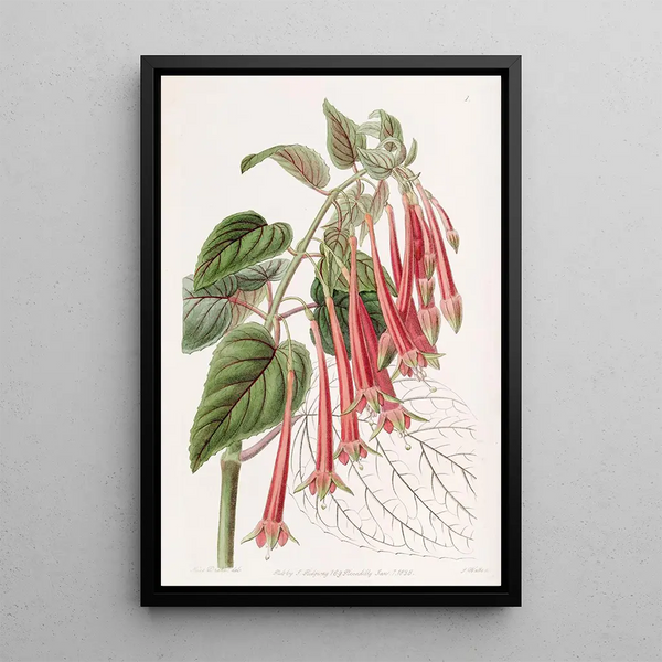 Sydenham Edwards - The Glowing Fuchsia.webp