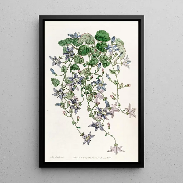Sydenham Edwards - The Harebell of St Angelo.webp
