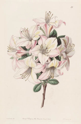 Sydenham Edwards - The Highclere Azalea.webp