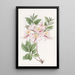 L'Azalée Blush Highclere - Sydenham Edwards — gerahmtes Bild an der Wand