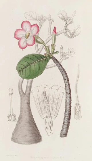 Sydenham Edwards - The Honghel bush.webp