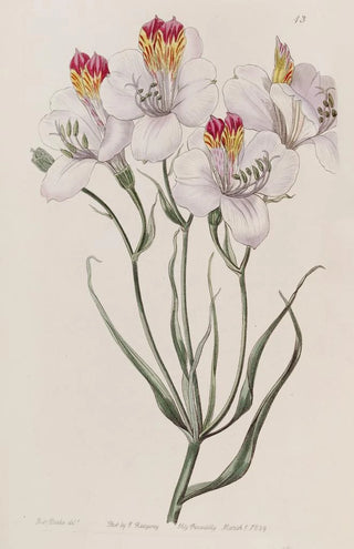 Sydenham Edwards - The Ligtu.webp