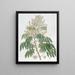 L'Arbre Longane - Sydenham Edwards — quadro incorniciato alla parete