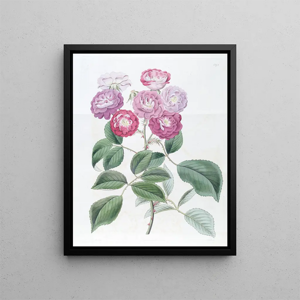 Sydenham Edwards - The Seven Sisters Rose.webp