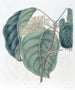 L'Arbre Adragante de Sierra Leone - Sydenham Edwards — Ansicht des Kunstwerks