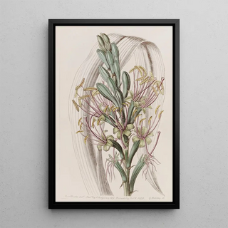 Sydenham Edwards - The Soap Aloe.webp