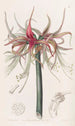 La Sprekelia à fleurs courtes - Sydenham Edwards — artwork view