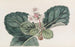 Das indische Saxifrage mit groben Fransen - Sydenham Edwards — Ansicht des Kunstwerks