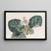 Das indische Saxifrage mit groben Fransen - Sydenham Edwards — gerahmtes Bild an der Wand