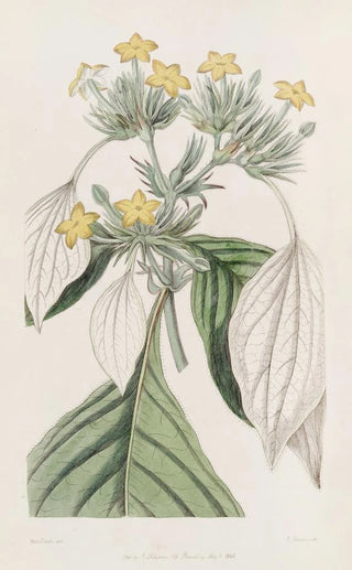 Sydenham Edwards - The largeleaved Mussaenda.webp