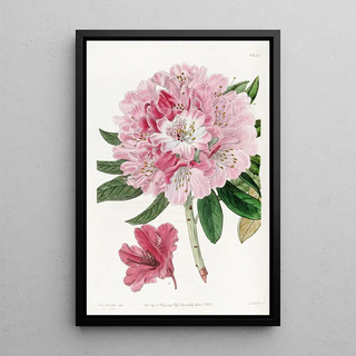 Sydenham Edwards - The lovely Rhododendron.webp