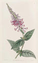 Le buddleia cinese porpora - Sydenham Edwards — vista dell’opera