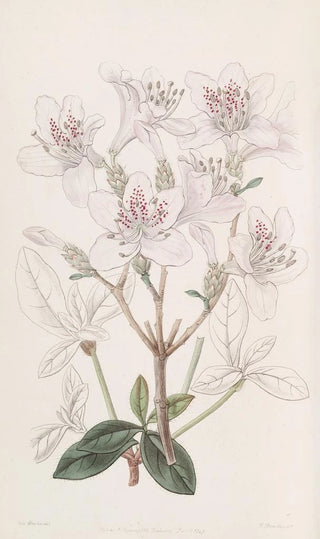 Sydenham Edwards - The scaly Azalea.webp