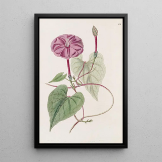 Sydenham Edwards - The true Jalap plant.webp