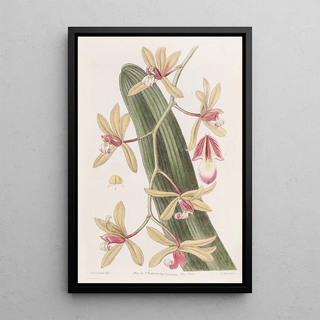 Sydenham Edwards - Thickleaved Cymbidium.webp