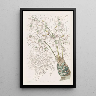 Sydenham Edwards - Thickstemmed Begonia.webp