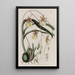 Le Curvelip à tige filiforme - Sydenham Edwards — framed artwork on a wall