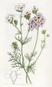 La gilia tricolore - Sydenham Edwards — Ansicht des Kunstwerks