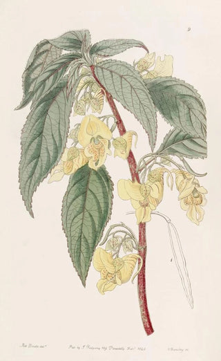 Sydenham Edwards - Threehorned Balsam.webp