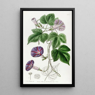 Sydenham Edwards - Threelobed Convolvulus Major.webp