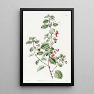 Sydenham Edwards - Thymeleaved Fuchsia.webp