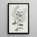 Ceanothus à thyrses - Sydenham Edwards — quadro incorniciato alla parete
