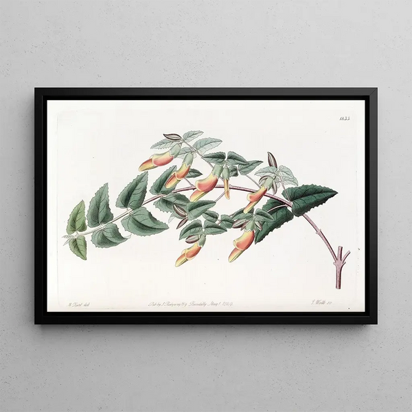 Sydenham Edwards - Toothleaved Scottia.webp