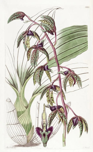 Sydenham Edwards - Triangular lipped Flywort.webp