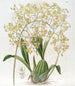 Oncidium a Labbra Triangolari - Sydenham Edwards — vista dell’opera