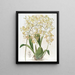 Oncidium a Labbra Triangolari - Sydenham Edwards — quadro incorniciato alla parete