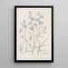 Suncress trifide - Sydenham Edwards — gerahmtes Bild an der Wand