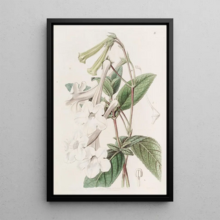 Sydenham Edwards - Tubeflowered Gloxinia.webp