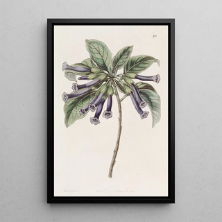 Sydenham Edwards - Tubular Iochrome.webp