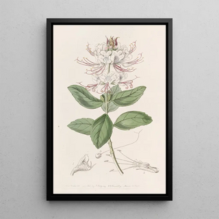 Sydenham Edwards - Twocoloured Becium.webp