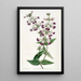Collinsia bicolore - Sydenham Edwards — framed artwork on a wall