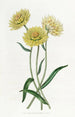 Elichrysum bicolore - Sydenham Edwards — artwork view