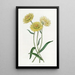 Elichrysum bicolore - Sydenham Edwards — framed artwork on a wall
