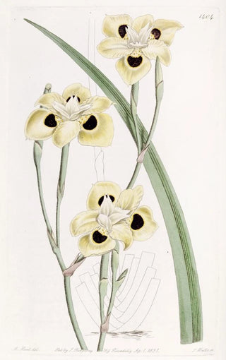 Sydenham Edwards - Twocoloured Iris.webp
